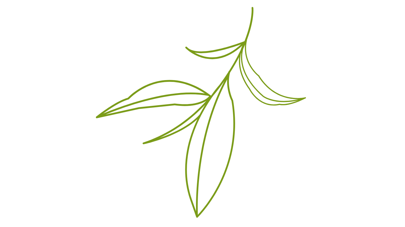 Tea leaves illustration